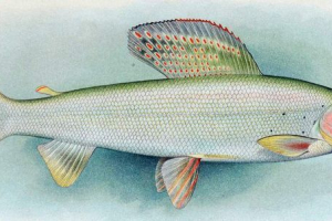 Білий байкал харіус: фото, опис цінної риби Білий байкал харіус: фото, опис цінної риби